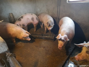 Porci pentru sacrificare 