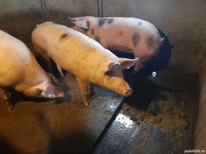 Porci pentru sacrificare  - imagine 4