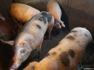 Porci pentru sacrificare  - imagine 5