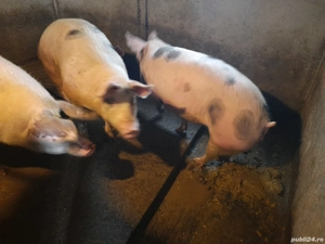 Porci pentru sacrificare  - imagine 3