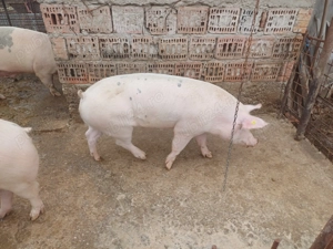 Porci de țara de vanzare  - imagine 4