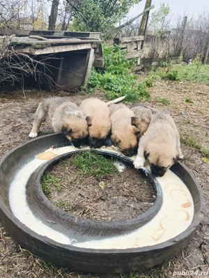 vând căței Ciobanesc  - imagine 4