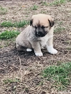 vând căței Ciobanesc  - imagine 3