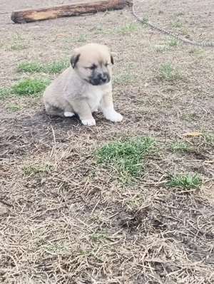 vând căței Ciobanesc  - imagine 5