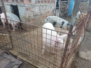 Porci de țara de vanzare  - imagine 2