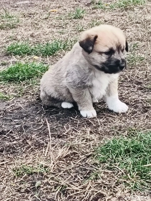 vând căței Ciobanesc  - imagine 2