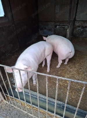 Vand poci pentru Craciun  - imagine 2