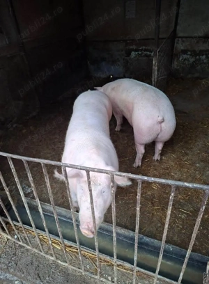 Vand poci pentru Craciun  - imagine 4