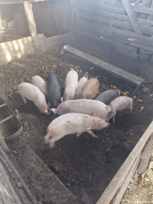 Purcei de vanzare - imagine 5