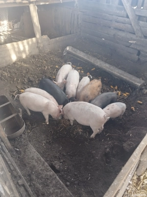 Purcei de vanzare - imagine 4