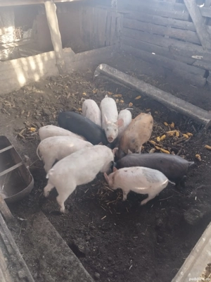 Purcei de vanzare - imagine 3