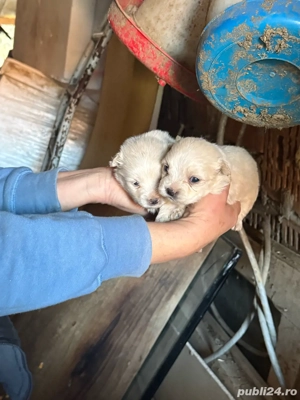 Vănd Bichon Maltese,preț negociabil - imagine 4