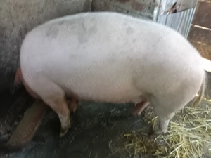 Vand porc pentri sacrificat