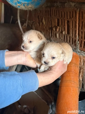 Vănd Bichon Maltese,preț negociabil - imagine 3