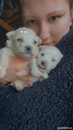 Vănd Bichon Maltese,preț negociabil - imagine 5