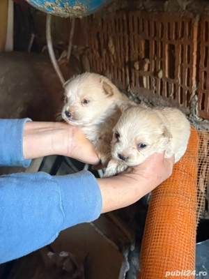 Vănd Bichon Maltese,preț negociabil - imagine 2