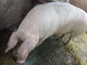 Vand porc pentri sacrificat - imagine 4