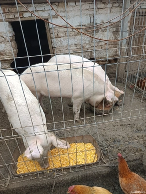 se vând pentru Crăciun 