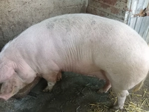 Vand porc pentri sacrificat - imagine 2
