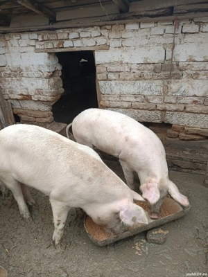 se vând pentru Crăciun  - imagine 3