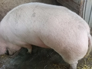 Vand porc pentri sacrificat - imagine 3