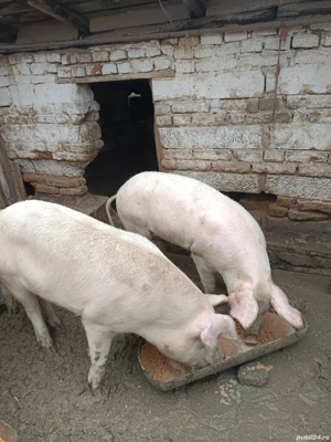 se vând pentru Crăciun  - imagine 2