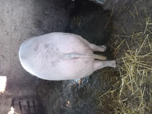 Vand porc pentri sacrificat - imagine 6