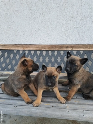 Catei Ciobanesc Belgian Malinois - imagine 2