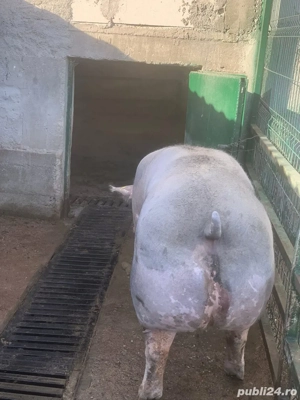 Disponibil Porc de curte Pietrain 300kg - imagine 2