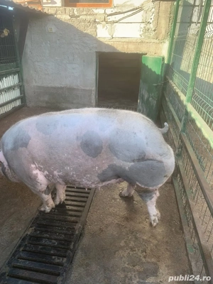 Disponibil Porc de curte Pietrain 300kg - imagine 3