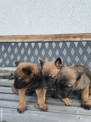 Catei Ciobanesc Belgian Malinois - imagine 5
