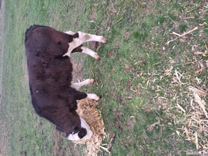 vitel de vinzare - imagine 2