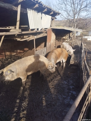 Porci pentru sacrificat  - imagine 4