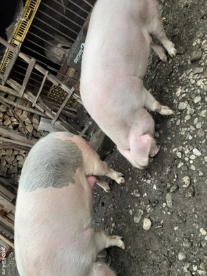 porci crescuti in gospodărie proprie  - imagine 3