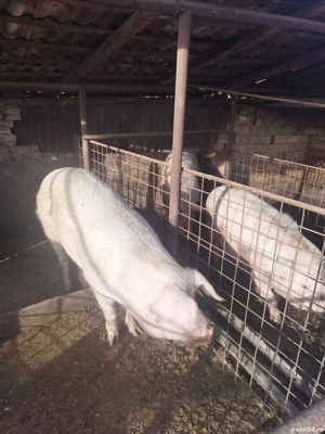 Porci pentru sacrificat 