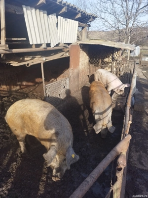 Porci pentru sacrificat  - imagine 3