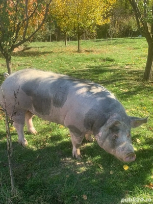 Disponibil Porc Pietrain 200KG Targu Jiu - imagine 5