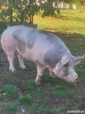 Disponibil Porc Pietrain 200KG Targu Jiu - imagine 4