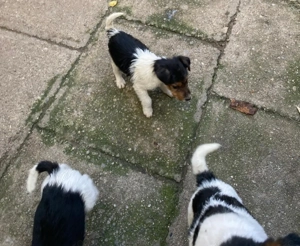 Ne căutăm o nouă locuință - imagine 4