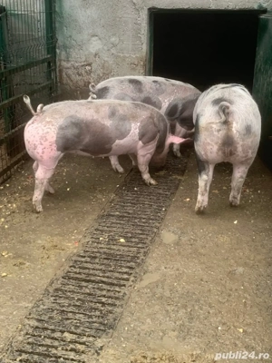 Disponibili Porci Porc Purcea Purcei 80-100KG Pietrain Targu Jiu