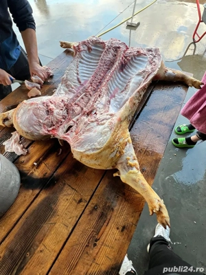 Disponibili Porci Porc Purcea Purcei 80-100KG Pietrain Targu Jiu - imagine 2