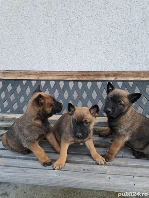 Catei Ciobanesc Belgian Malinois - imagine 4