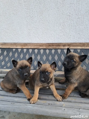 Catei Ciobanesc Belgian Malinois - imagine 3
