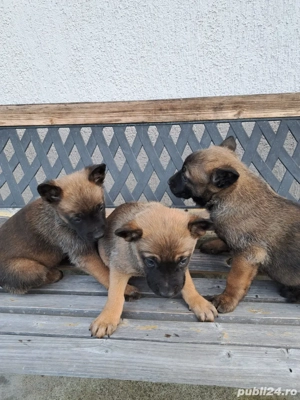 Catei Ciobanesc Belgian Malinois - imagine 2