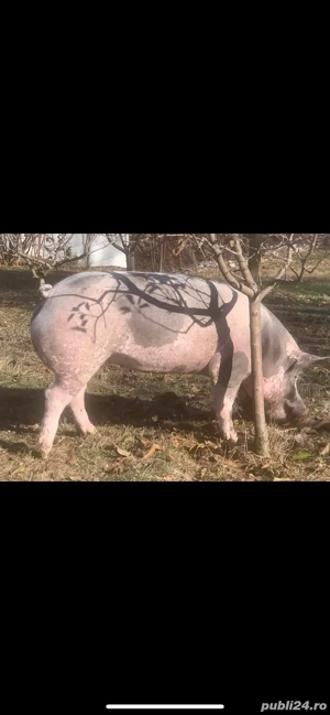 Disponibili Porci Porc Purcea Purcei 80-100KG Pietrain Targu Jiu - imagine 3