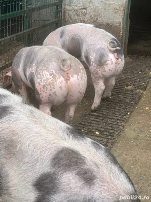 Disponibili Porci Porc Purcea Purcei 80-100KG Pietrain Targu Jiu - imagine 5