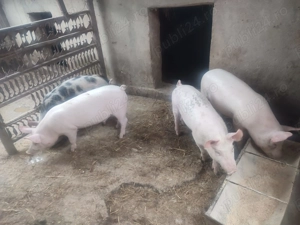 Vând 4 purcei (varsta 4 luni) greutate 40-50 kg scopiti.