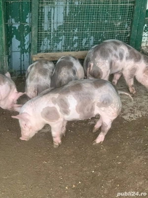 Disponibili Purcei Pietrain 25-30KG Targu Jiu