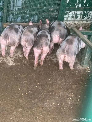 Disponibili Purcei Pietrain 25-30KG Targu Jiu - imagine 2