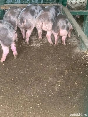 Disponibili Purcei Pietrain 25-30KG Targu Jiu - imagine 3